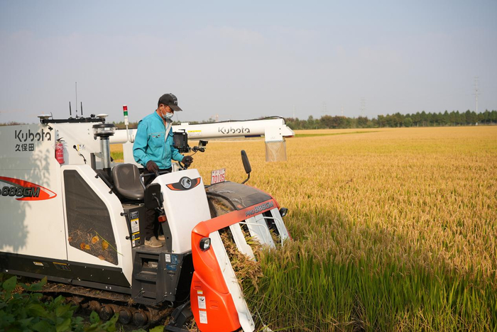　　收割富氢水种植水稻现场