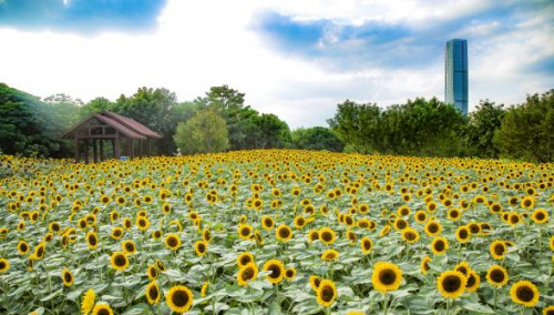 　　园博苑·国庆期间的向日葵花海
