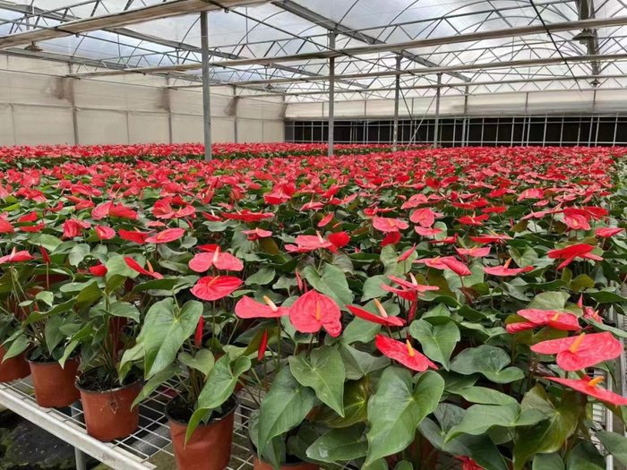 广州维生的‘爱达荷’红掌