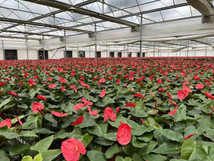 广州维生的‘荷马’红掌