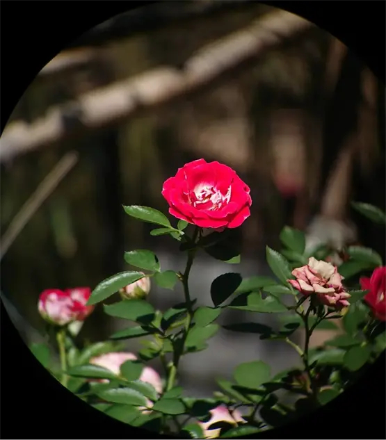 ak8150用手机拍摄的瑞鹤镜后画面