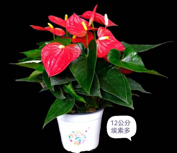 云南秀海的‘埃索多’红掌