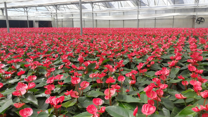 广州花卉研究中心的‘小娇’红掌标准化生产
