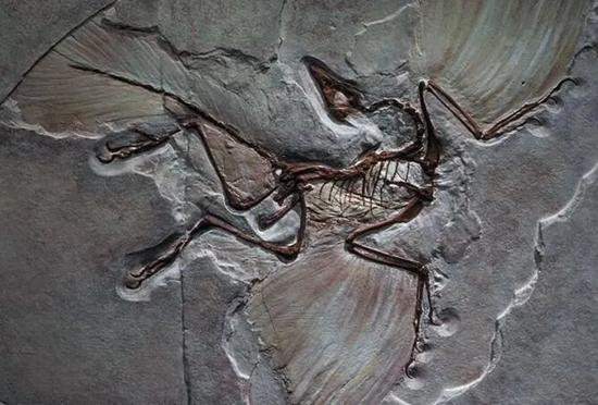 　始祖鸟Logo取自1880年在德国柏林发现的迄今为止最完整的始祖鸟化石