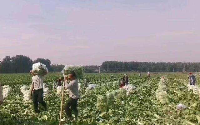 采收玉田白菜。受访者供图