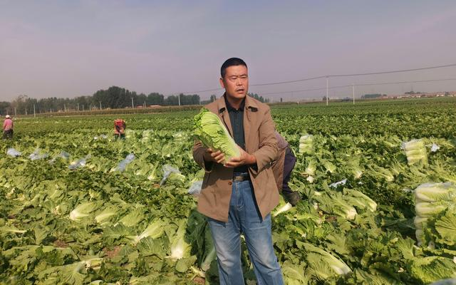 王怀宇的合作社种了3000多亩大白菜。受访者供图