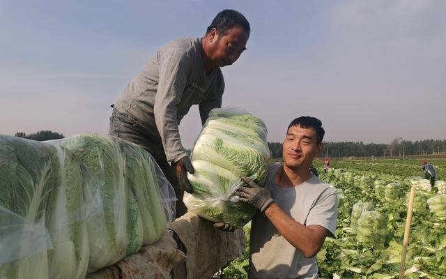 玉田白菜采收装车。受访者供图