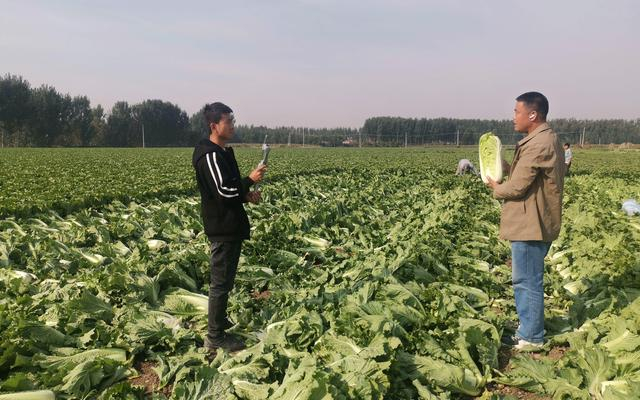 种植户通过网络销售大白菜。受访者供图