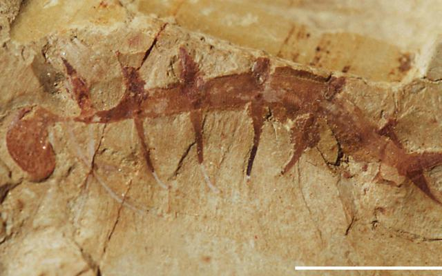 怪诞虫。受访者供图