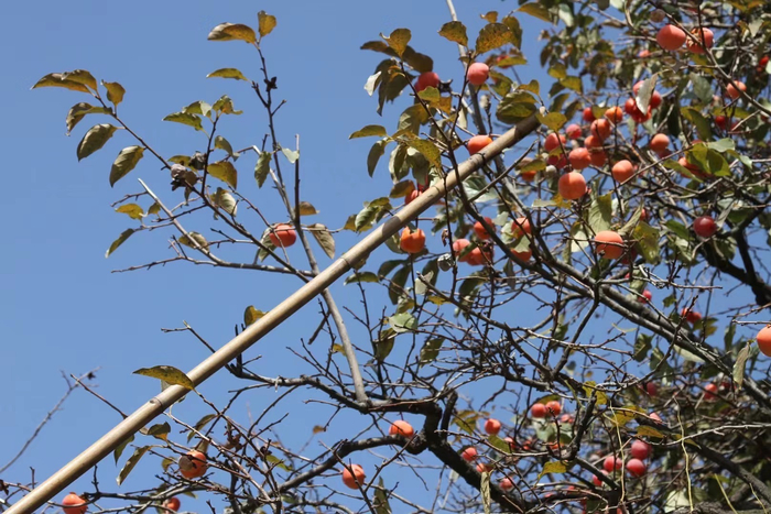 果农用工具采摘火晶柿子 图源：受访者提供