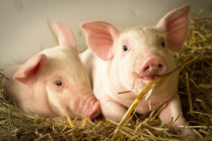 图片来源：图虫网