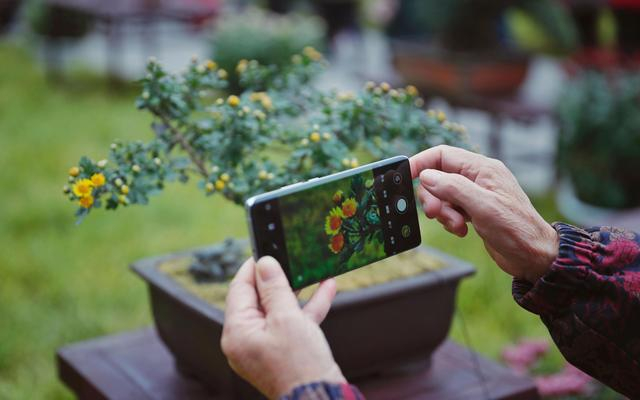 10月28日，北海公园，游客用手机拍摄菊花。新京报记者 薛珺 摄