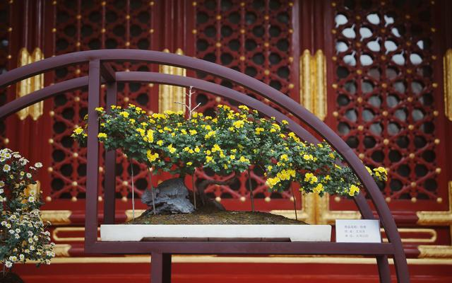 “秋雅”的冠幅达1米长，可称之为双干式原生小菊盆景中非常少见的“巨无霸”。新京报记者 薛珺 摄