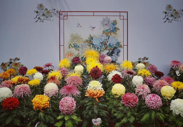 景山公园选送的菊花。新京报记者 薛珺 摄