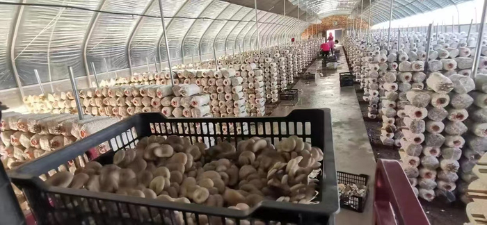 下马关镇的菌菇大丰收。刘伟摄