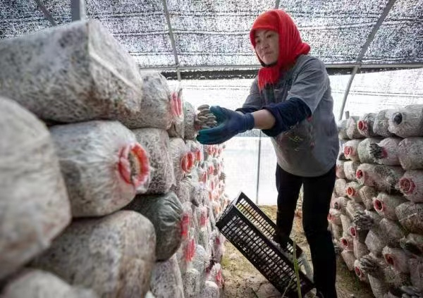 下马关镇村集体经济合作社菌菇储藏窖。刘伟摄