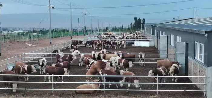 同德村村集体经济合作社的牛场。刘伟摄