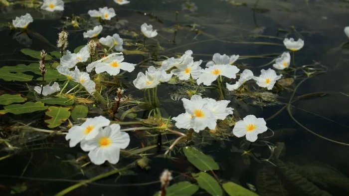 贵州威宁锁黄仓国家湿地公园的海菜花