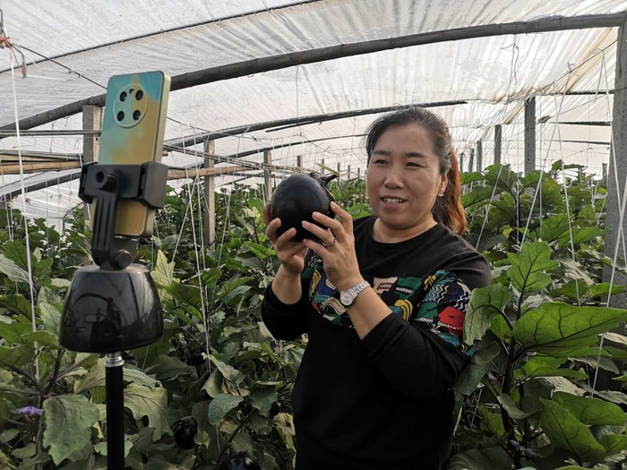 “乡土主播”正在地头直播销售茄子。　张保卫摄