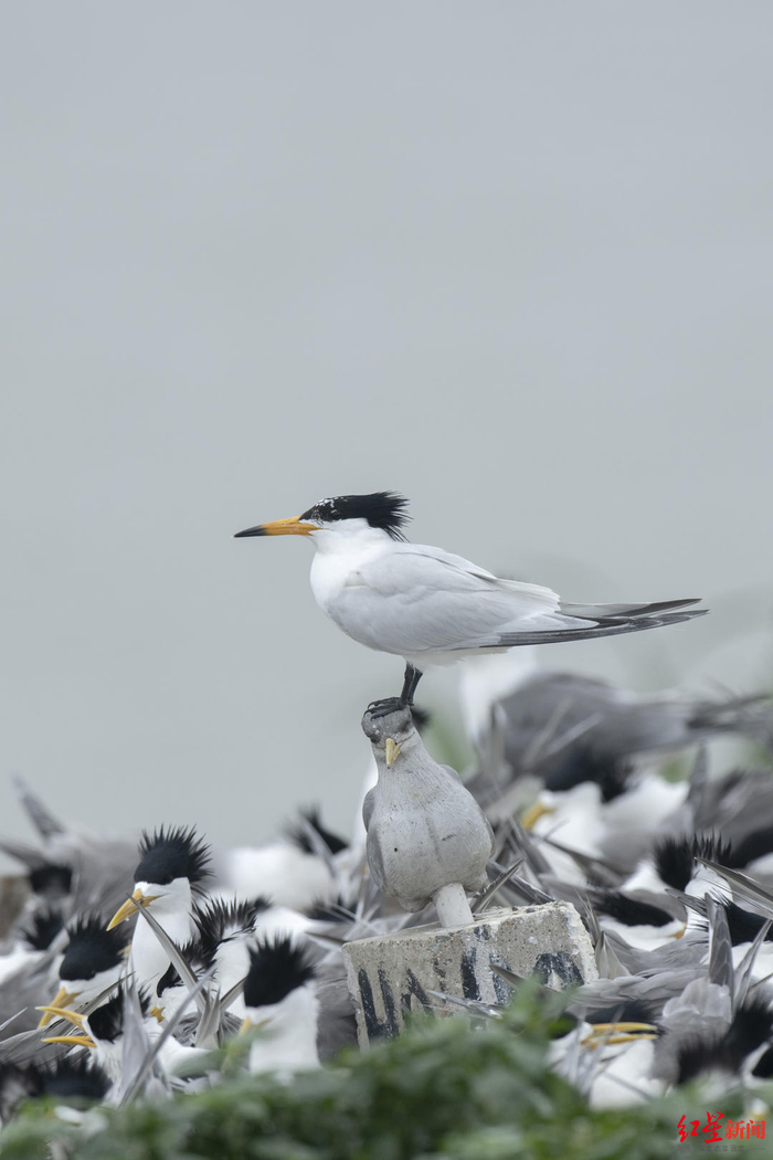 ↑中华凤头燕鸥，它们脚下的是假鸟模型