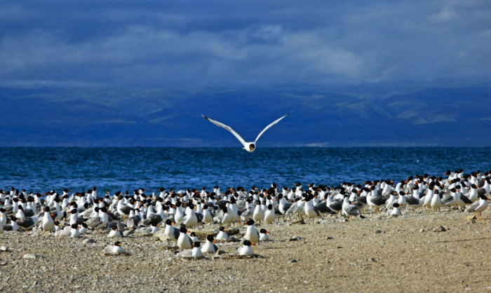 青海湖鸟岛 （冯锐强 摄）