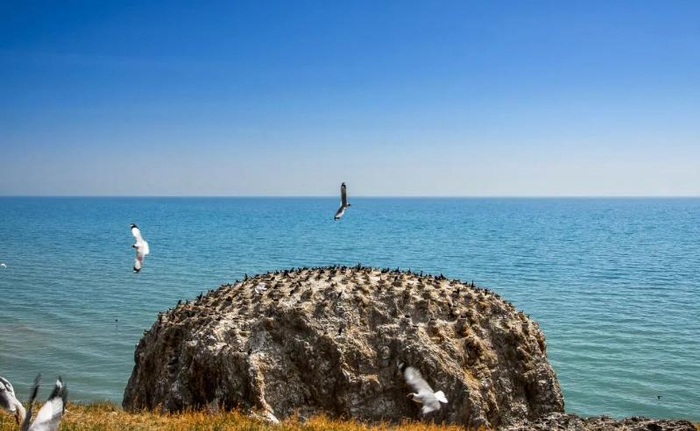 青海湖鸬鹚岛 （李晓南 摄）