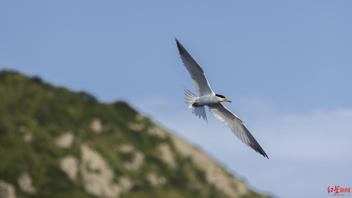 ↑展翅翱翔的中华凤头燕鸥