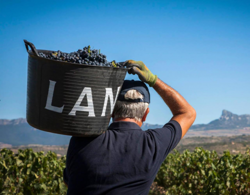 　　素有“西班牙红酒之魂”美誉的丹魄葡萄