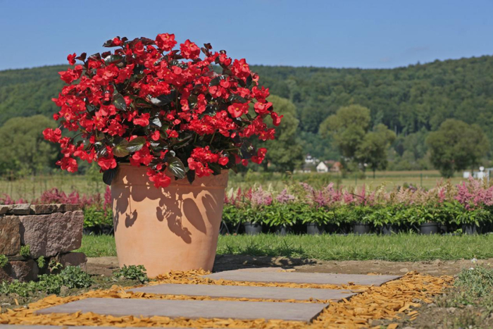 大花海棠‘比哥’