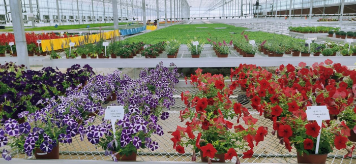 盆花生产温室