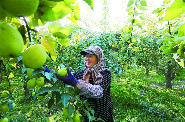 　　农户在自家果园采摘早酥梨