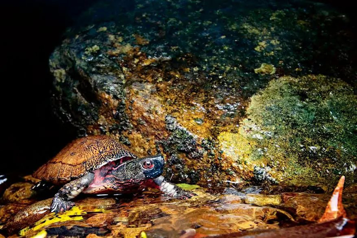 眼斑水龟（欧梓键 摄）