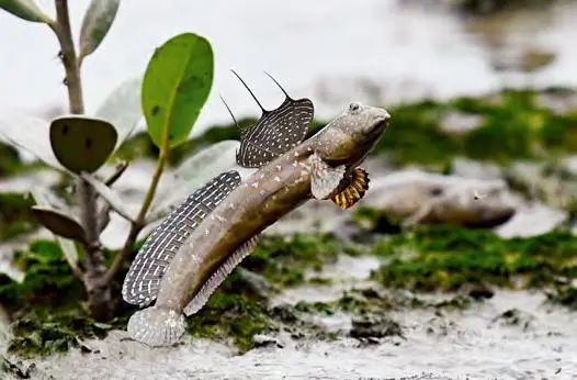 弹涂鱼（李敬华 摄）