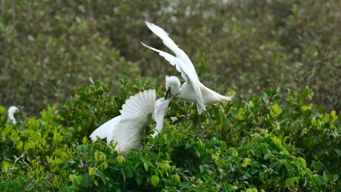 小白鹭亲鸟反哺幼鸟（李斯辰 摄）