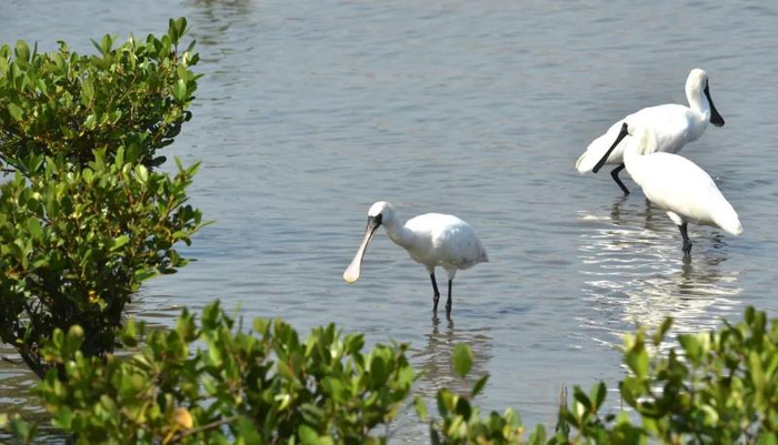 黑脸琵鹭在红树丛中觅食（李斯辰 摄）