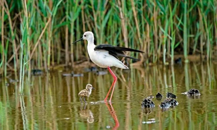 黑翅长脚鹬在人工湖中间的荷塘芦苇林中繁殖（戴健文 摄）