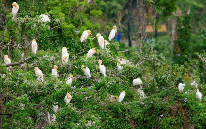 龙环葡韵湿地旁的鹭鸟林（李斯辰 摄）