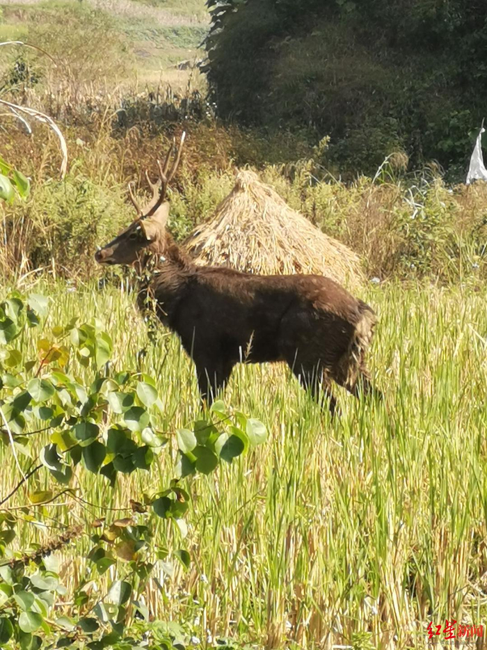 ↑水鹿在稻田中活动&nbsp;&nbsp;王云供图