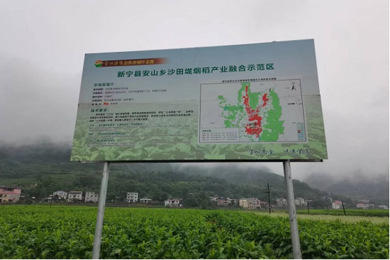图为新宁县沙田垅千亩连片烤烟示范区