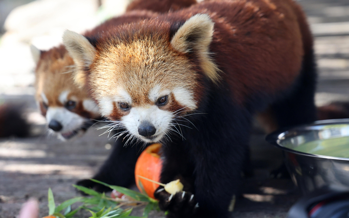 ▲江苏南通，南通森林野生动物园的小熊猫在吃水果大餐。图/IC photo