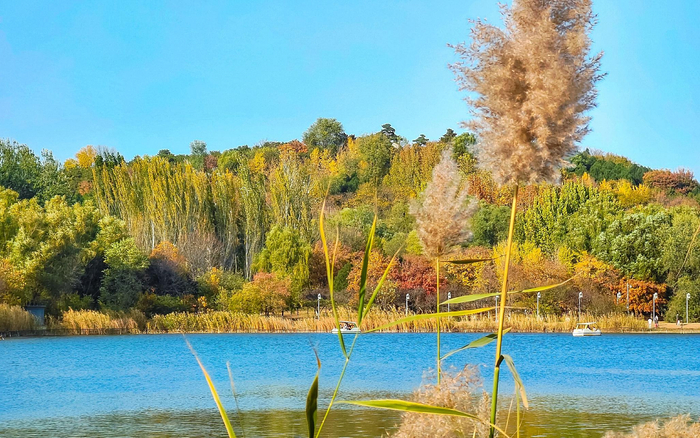 11月1日，深秋时节的奥林匹克森林公园黄叶满园，风景如画。图/IC photo
