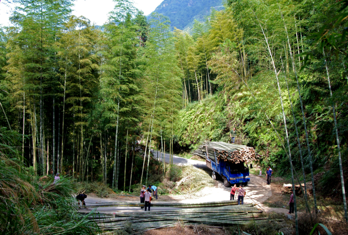 福建漳平罗坑竹材交易。（陈立新 摄）