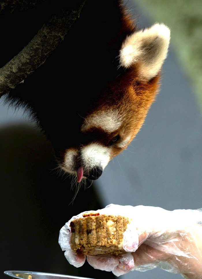 ▲小熊猫在吃月饼。图/新华社