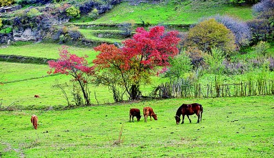     九寨沟县中查沟风光 杨徐晓摄