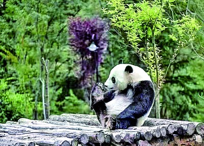     九寨沟县甲勿海大熊猫保护研究院里的大熊猫 杜晓明摄