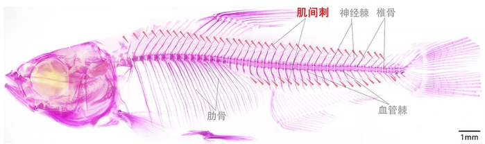 无肌间刺（上）、有肌间刺（下）武昌鱼的对比图