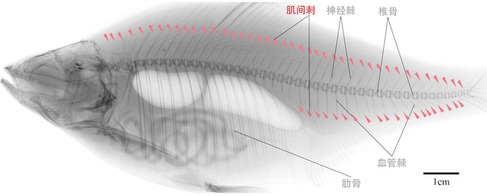 无肌间刺（上）和有肌间刺（下）武昌鱼扫描图