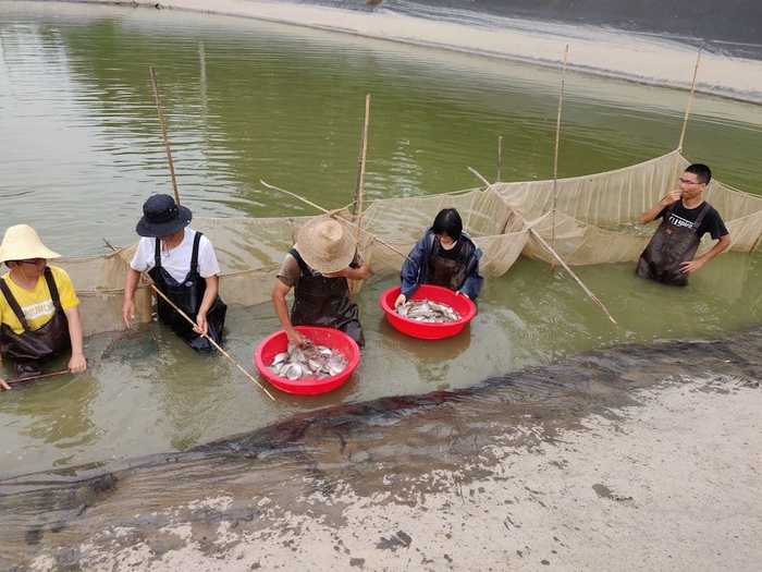 高泽霞（右二）在观察鱼
