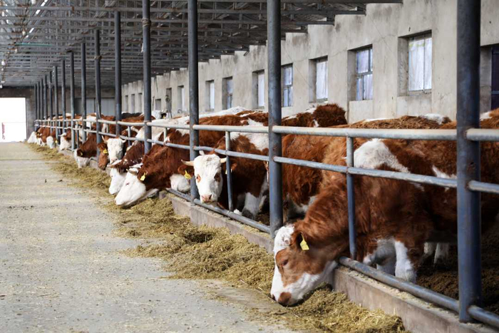 肉牛养殖拓宽了科右前旗农牧民致富路。（通讯员　韩双龙摄）