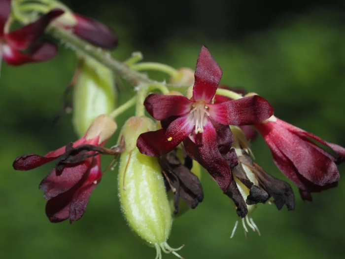三敛花与幼果（陈又生 摄）